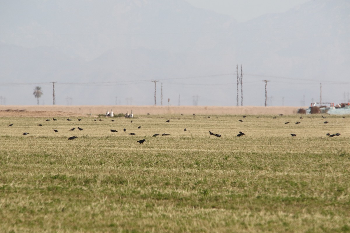 Common Raven - ML42165311