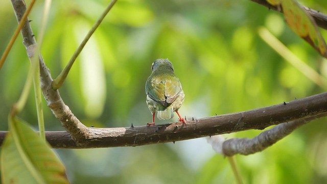 Coppersmith Barbet - ML421653361