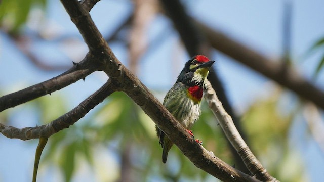 Coppersmith Barbet - ML421653921