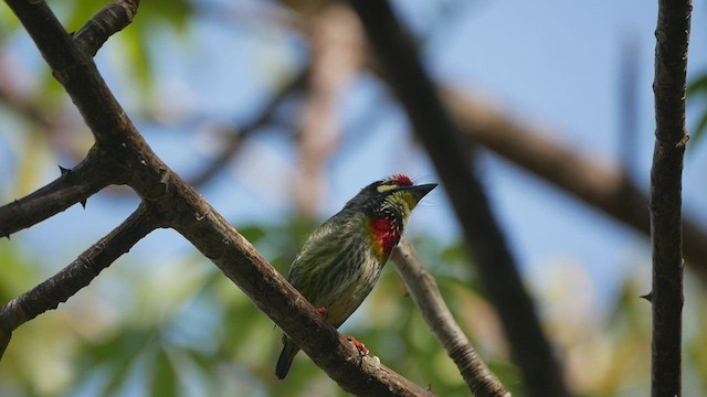 Coppersmith Barbet - ML421654021