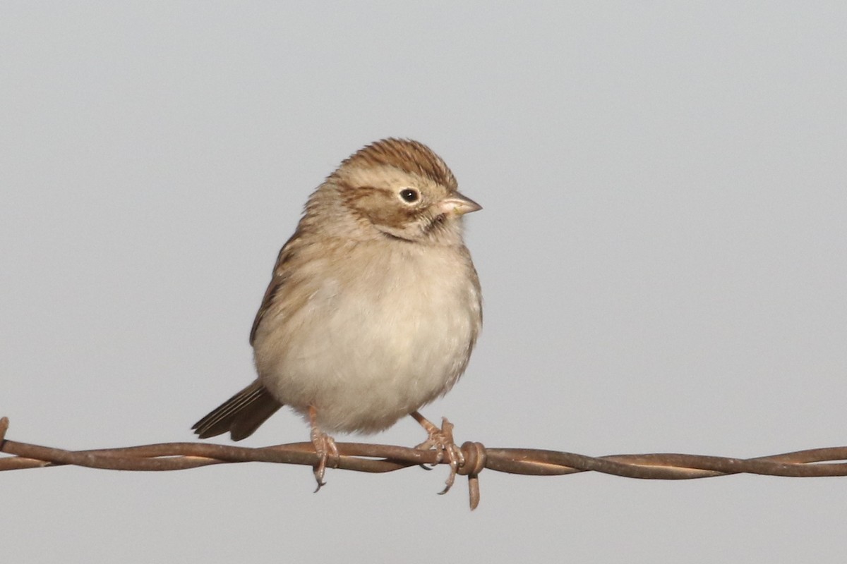 Brewer's Sparrow - ML42165461