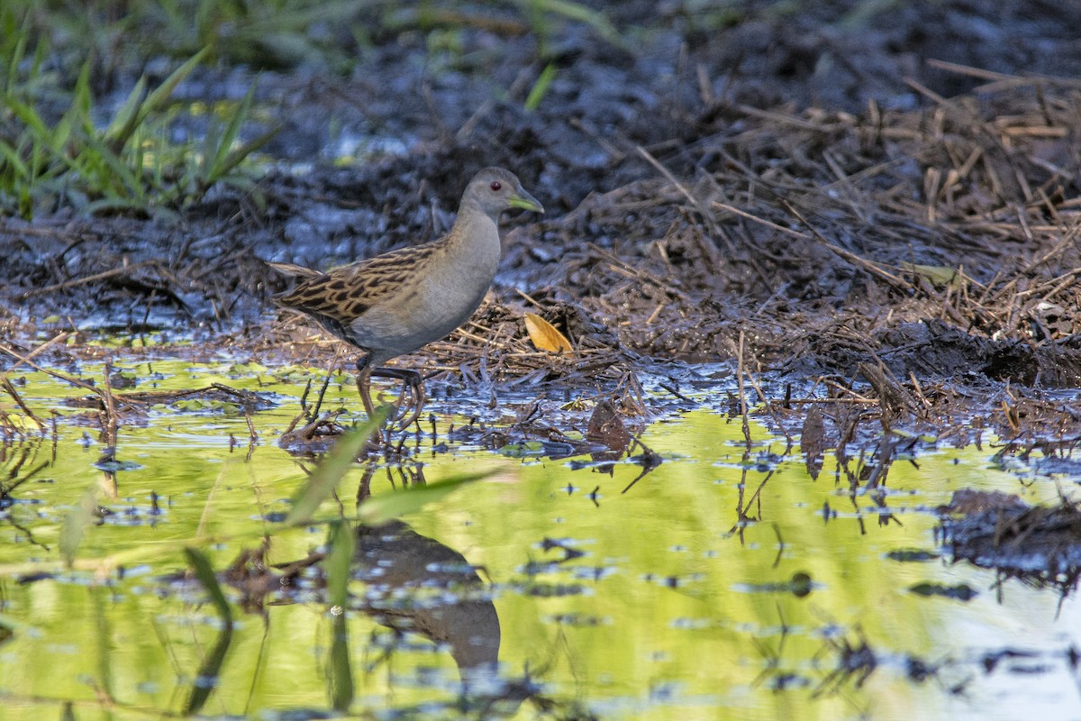 Ash-throated Crake - Marco Silva