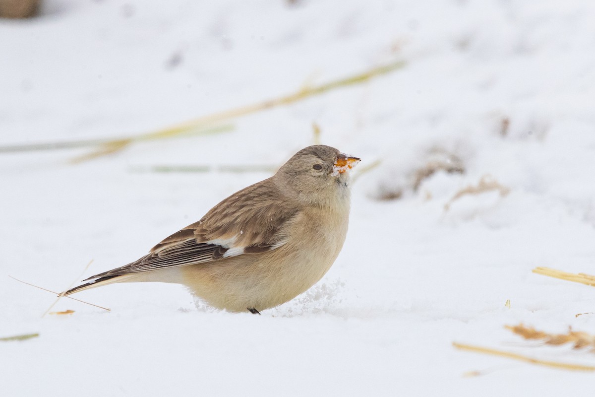 Black-winged Snowfinch - ML421655841