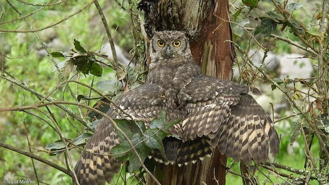 Great Horned Owl - ML421656261