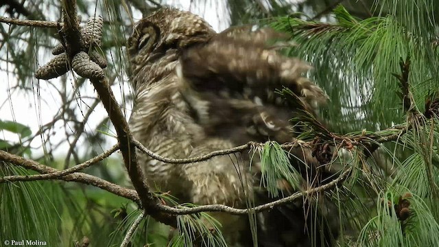 Great Horned Owl - ML421656811
