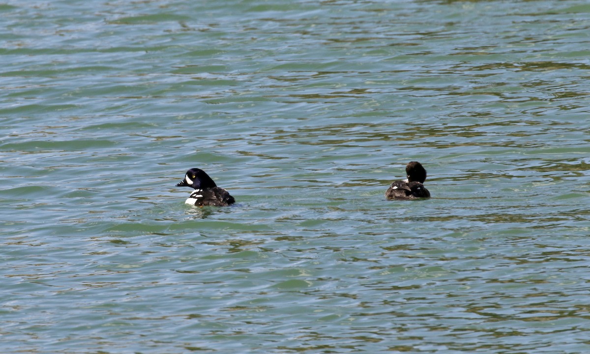 Barrow's Goldeneye - Susan Maclin