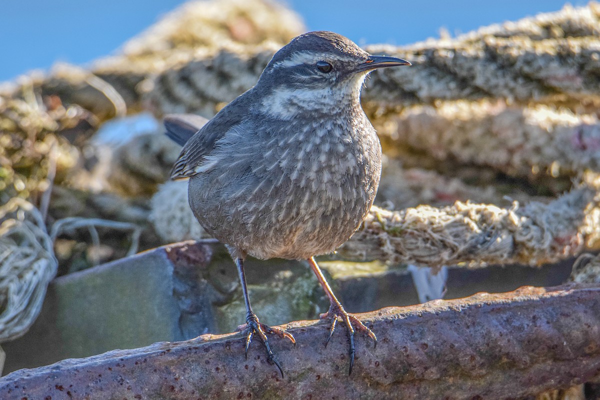 Gray-flanked Cinclodes - Tamara Catalán Bermudez