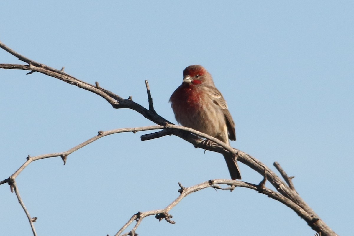 House Finch - ML42165781