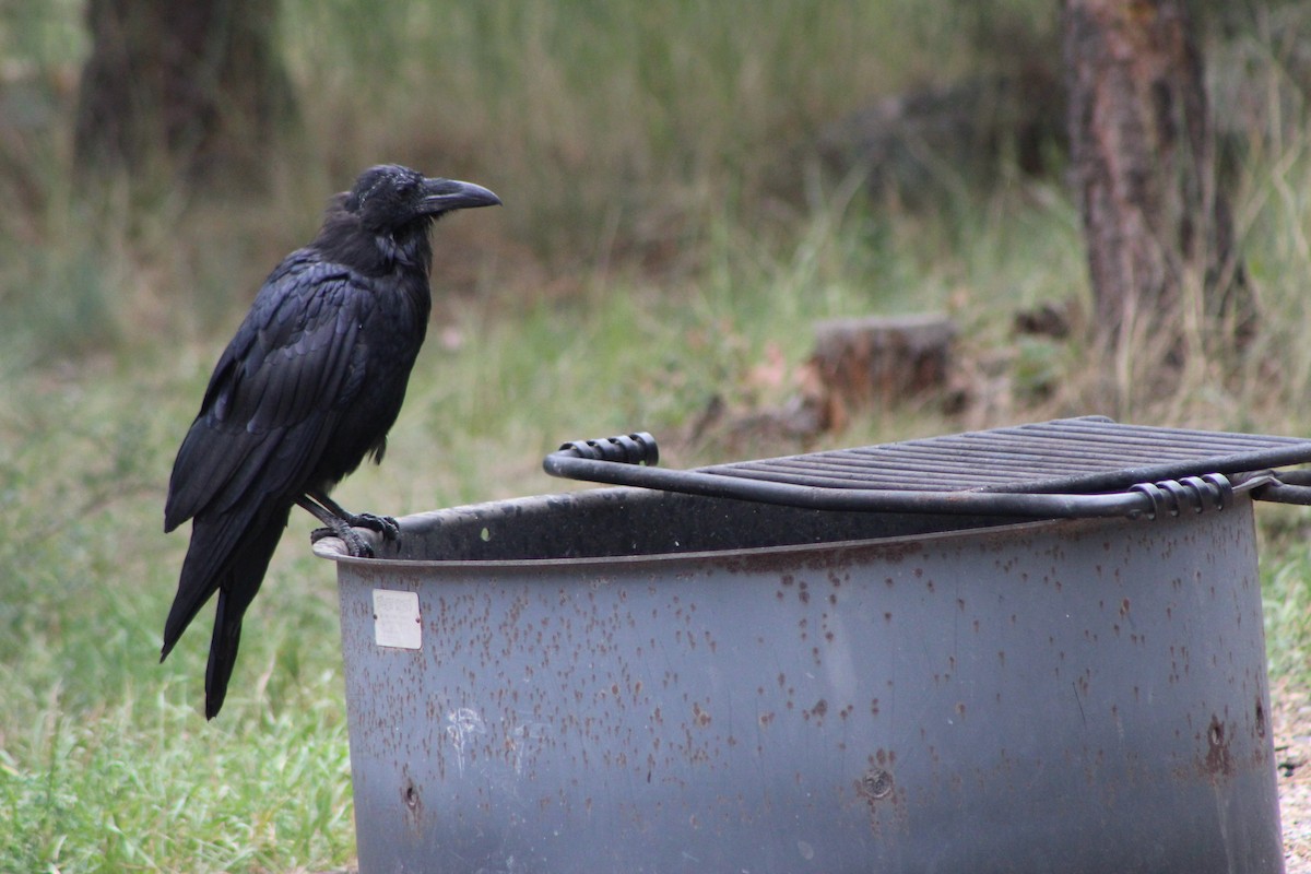 Common Raven - Cheryl Carlile