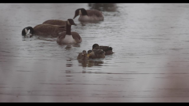 American Black Duck - ML421659541