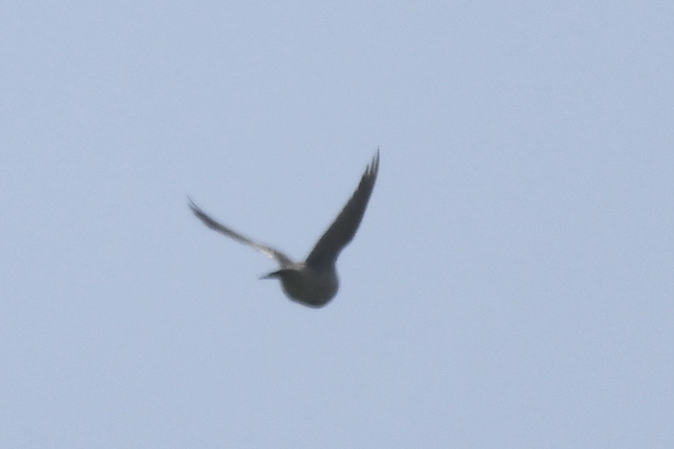 ub. lerke (Alaudidae sp.) - ML421659701
