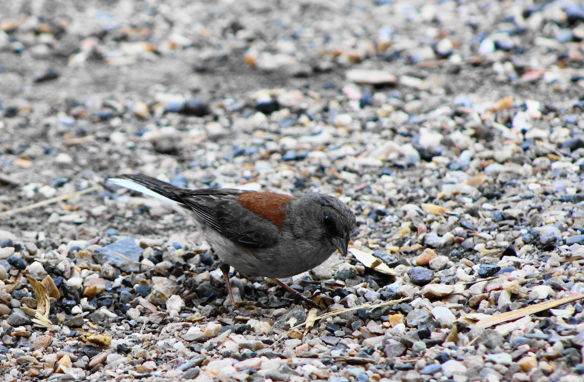 Junco Ojioscuro - ML421659851