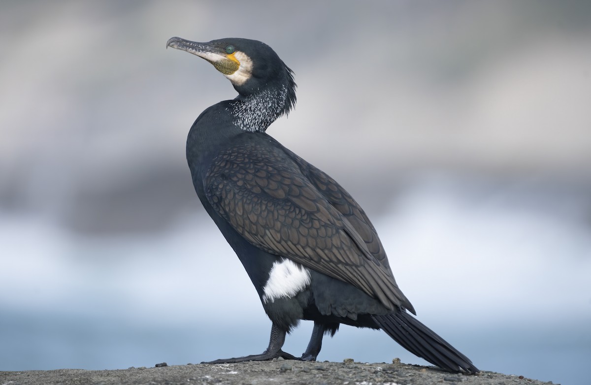 Great Cormorant - David Sinnott