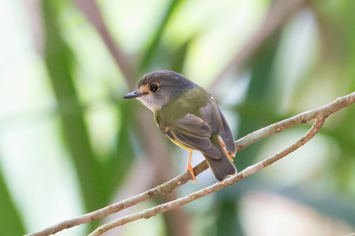 Pale-yellow Robin - ML42166121