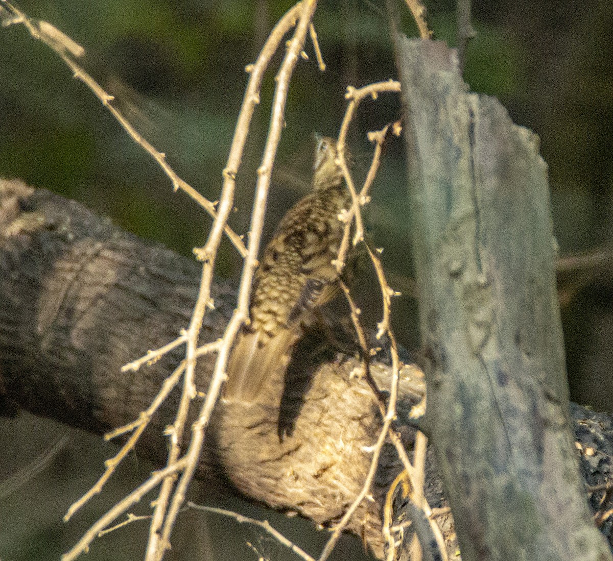 Scaly Thrush - ML421661761