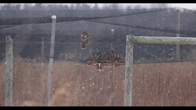 Red-tailed Hawk - ML421662801