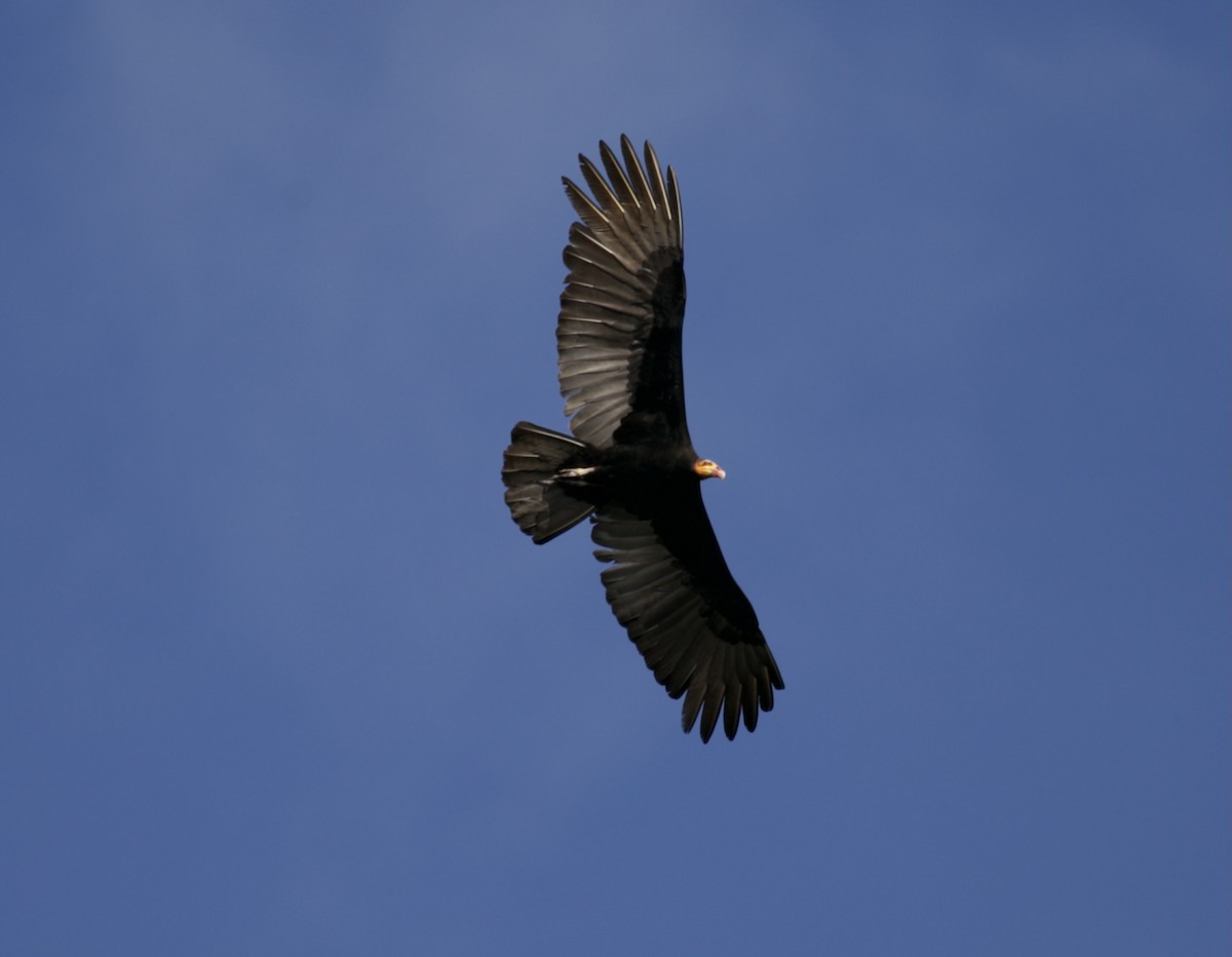 Lesser Yellow-headed Vulture - ML421662901