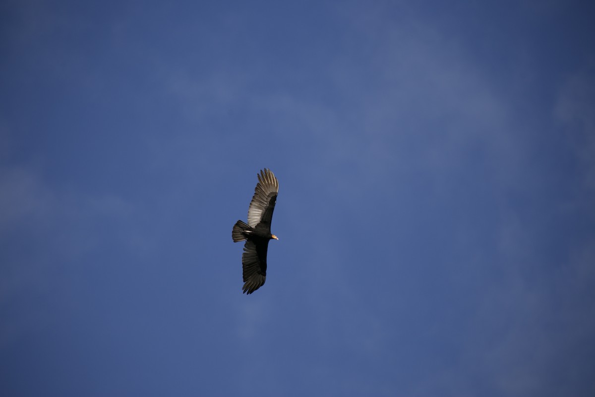 Lesser Yellow-headed Vulture - ML421662911