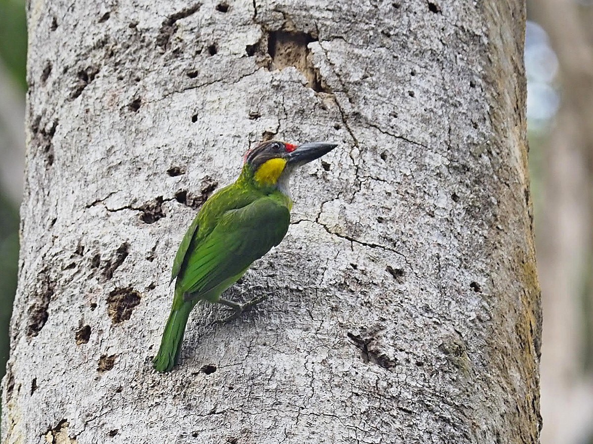 Gold-whiskered Barbet - ML421663151