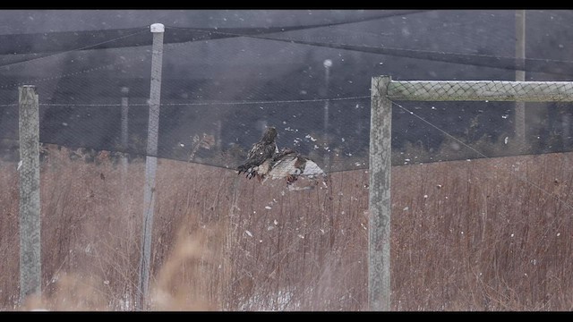 Red-tailed Hawk - ML421663301