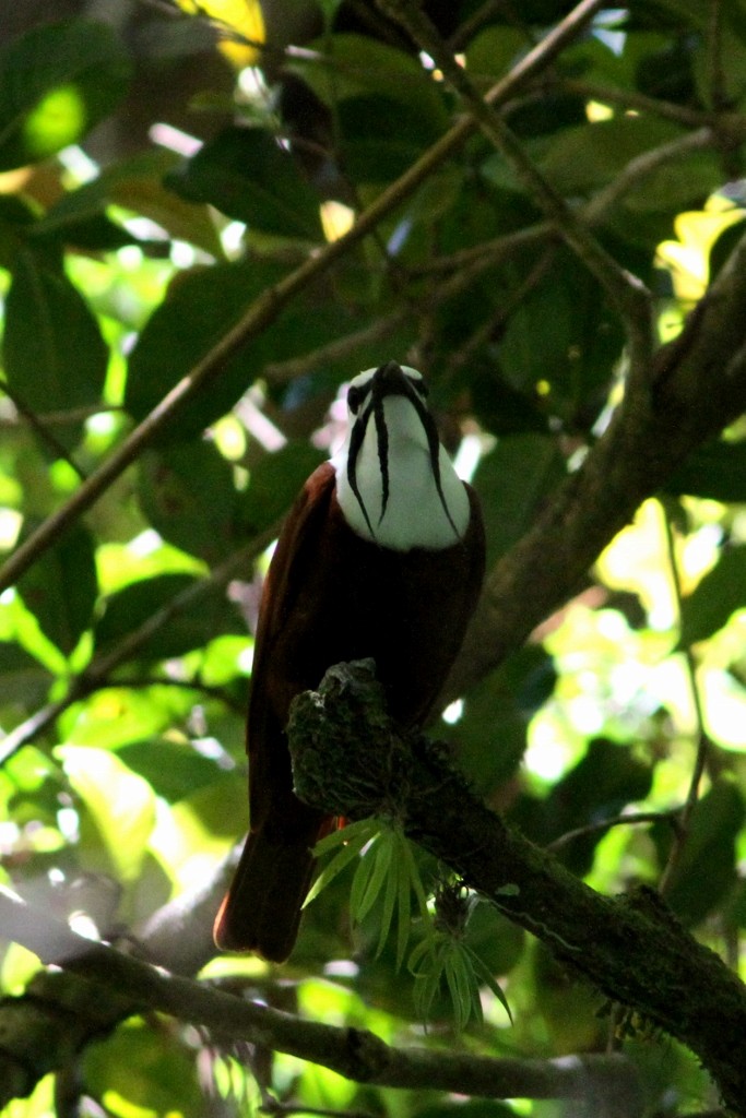 Three-wattled Bellbird - Dave Beeke