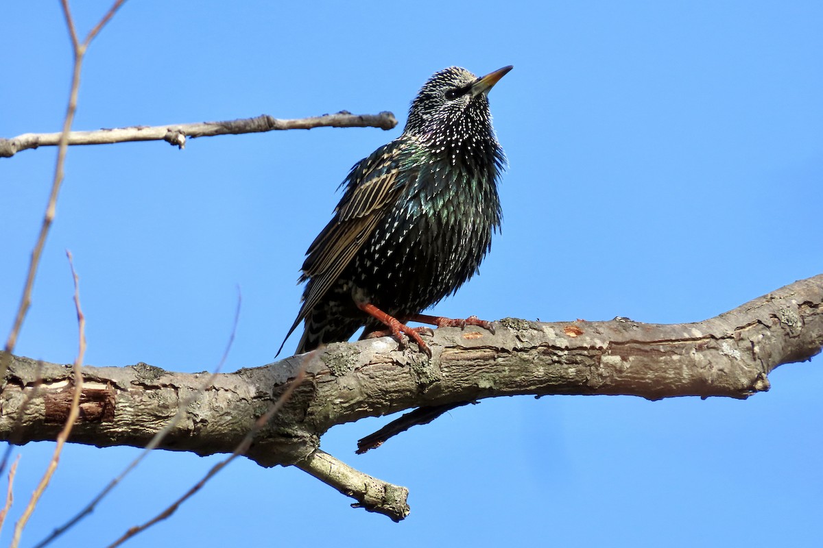 European Starling - ML421665151