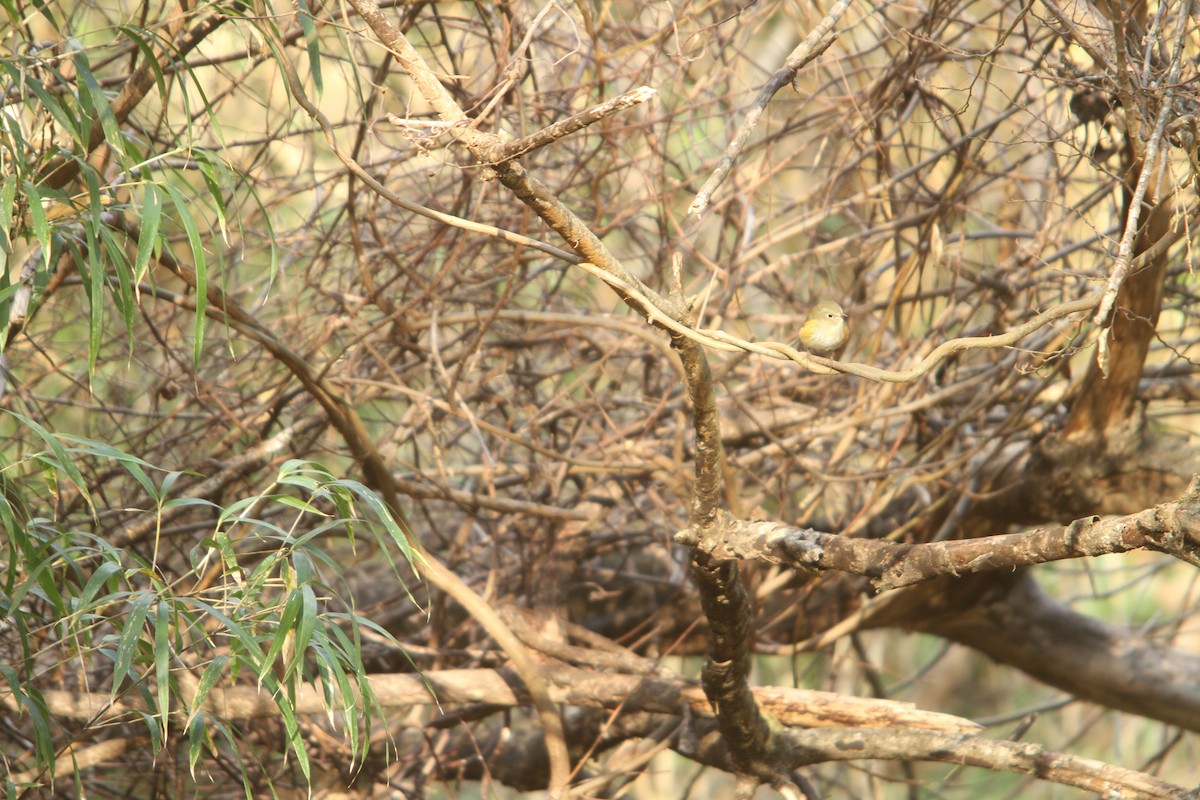 Red-flanked Bluetail - ML421666661