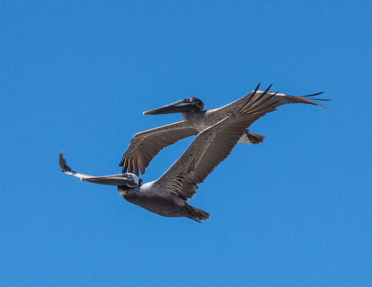Brown Pelican - ML421666671