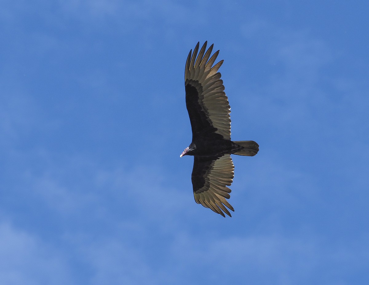 Turkey Vulture - ML421666961
