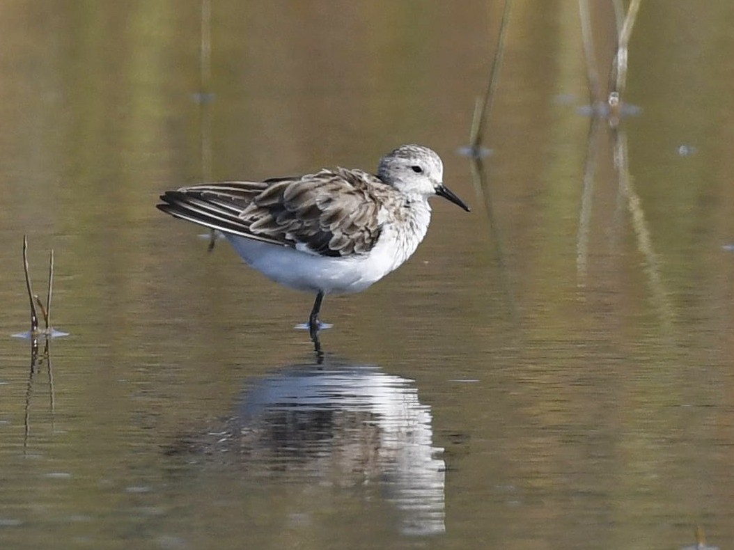 Little Stint - Subhadra Devi