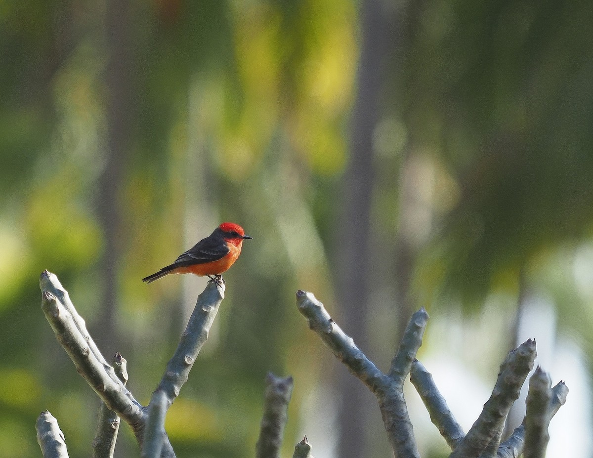 Vermilion Flycatcher - ML421667171