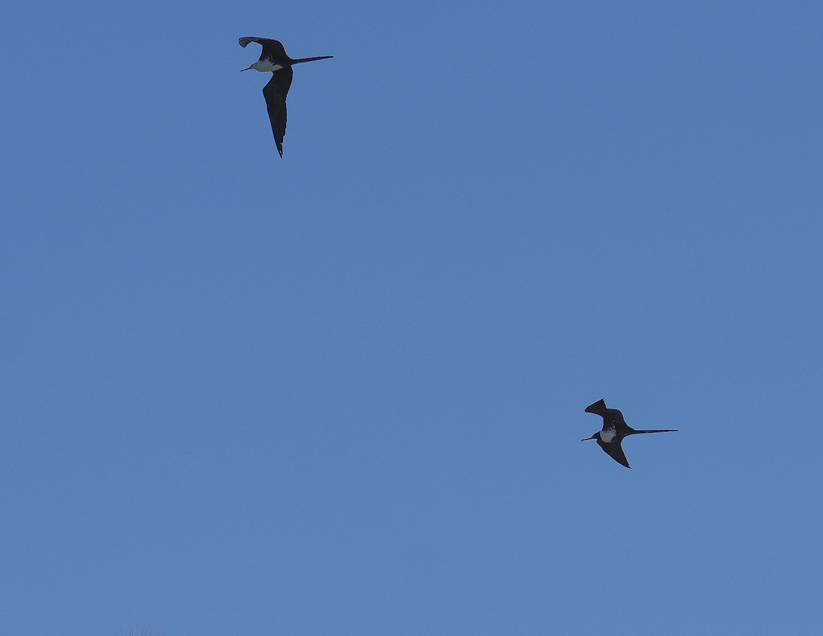 frigatebird sp. - ML421667751