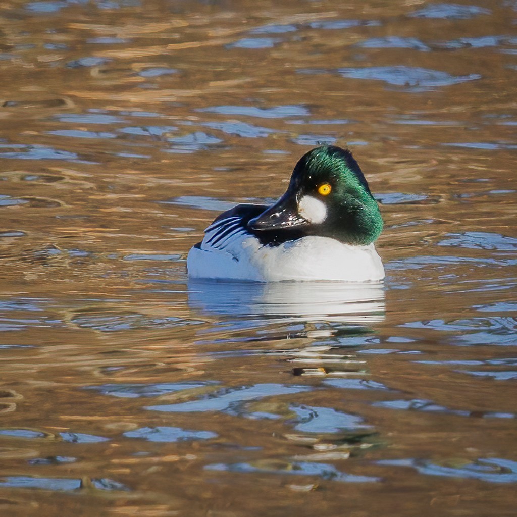 Common Goldeneye - ML421667841