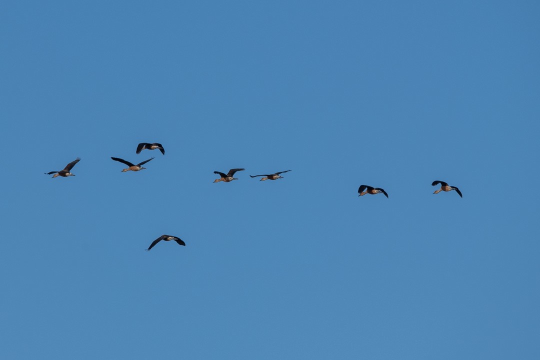 Fulvous Whistling-Duck - Lorraine Morecraft