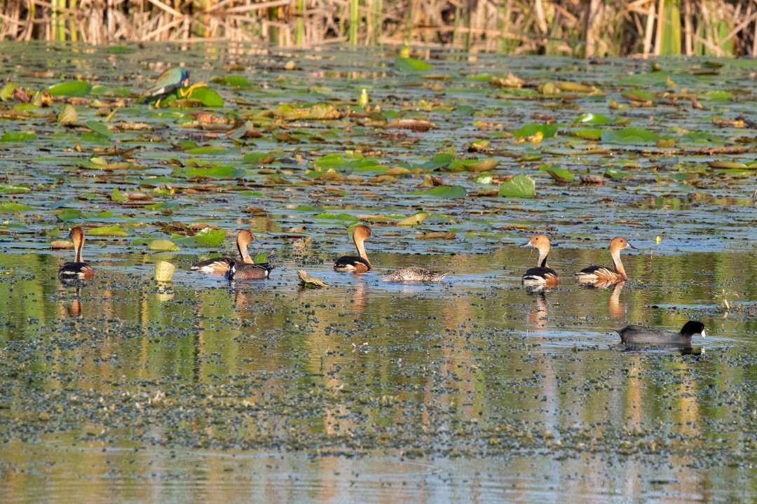 アカリュウキュウガモ - ML421667871