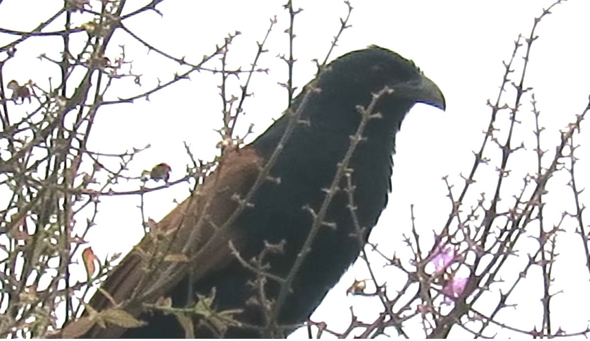 Greater Coucal - GARY DOUGLAS