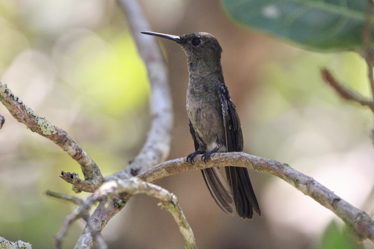Sombre Hummingbird - ML421668861