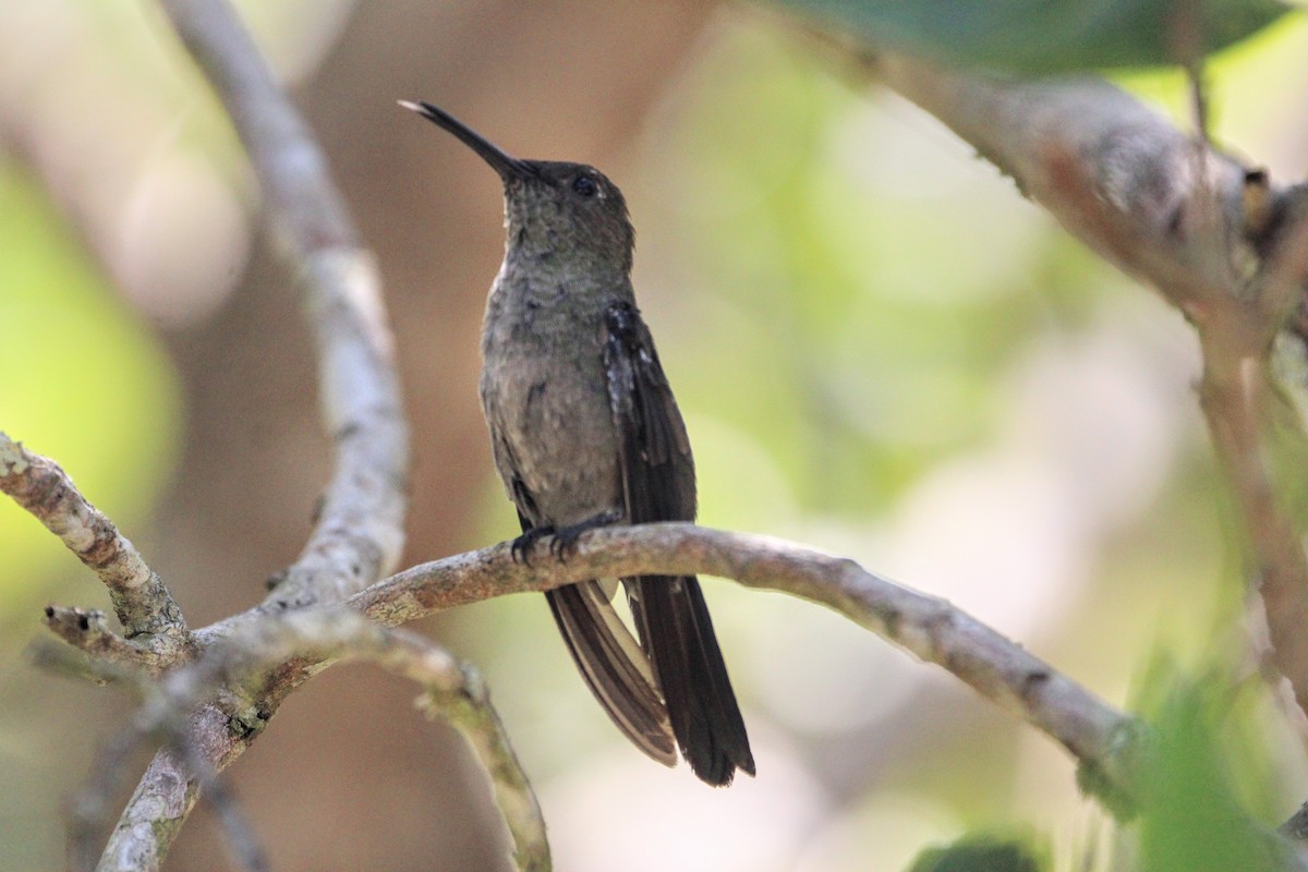 Sombre Hummingbird - ML421668881