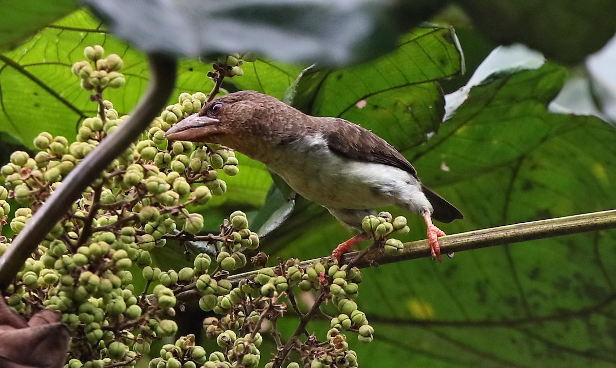 barbet tmavý - ML421669721