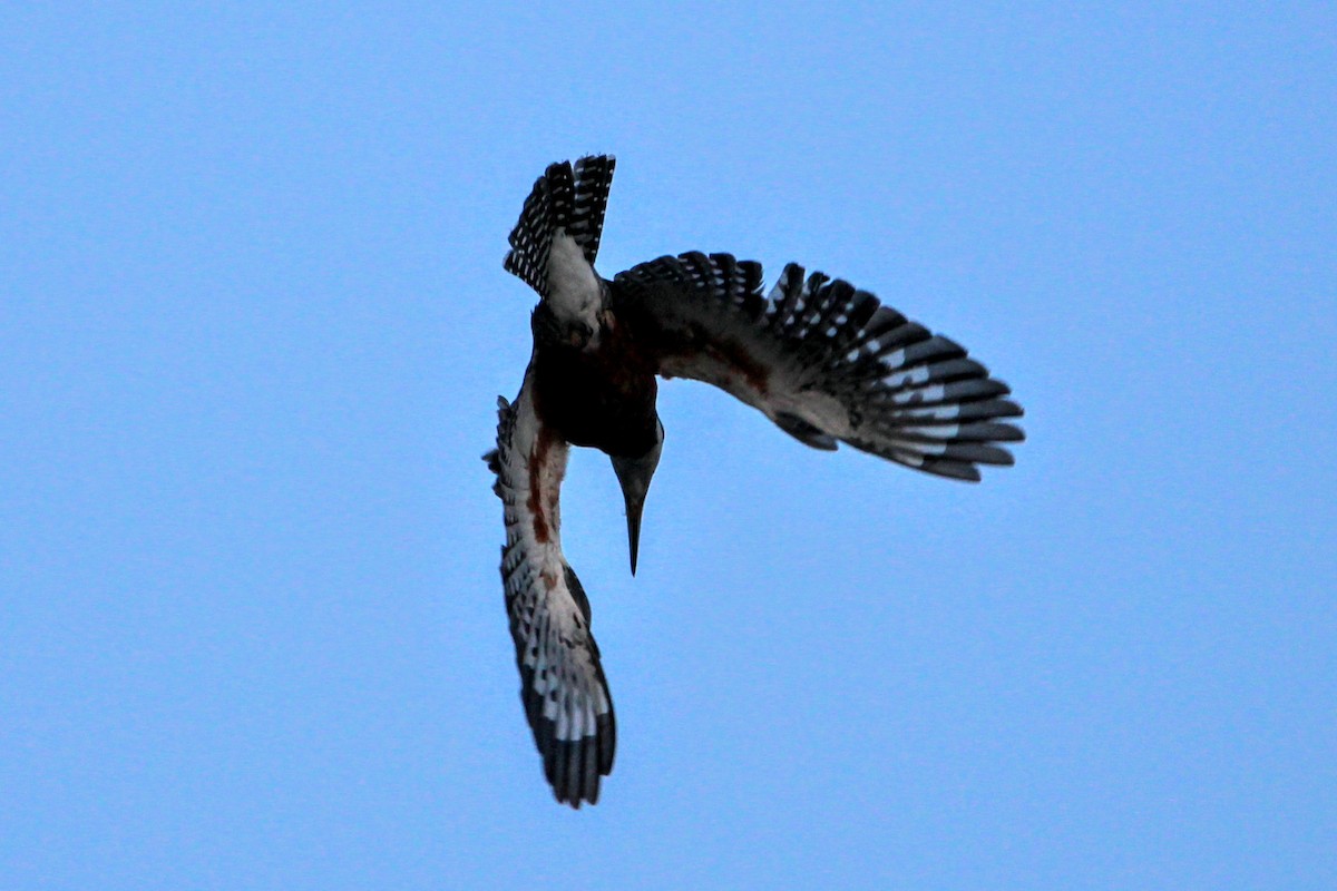 Ringed Kingfisher - ML421669931