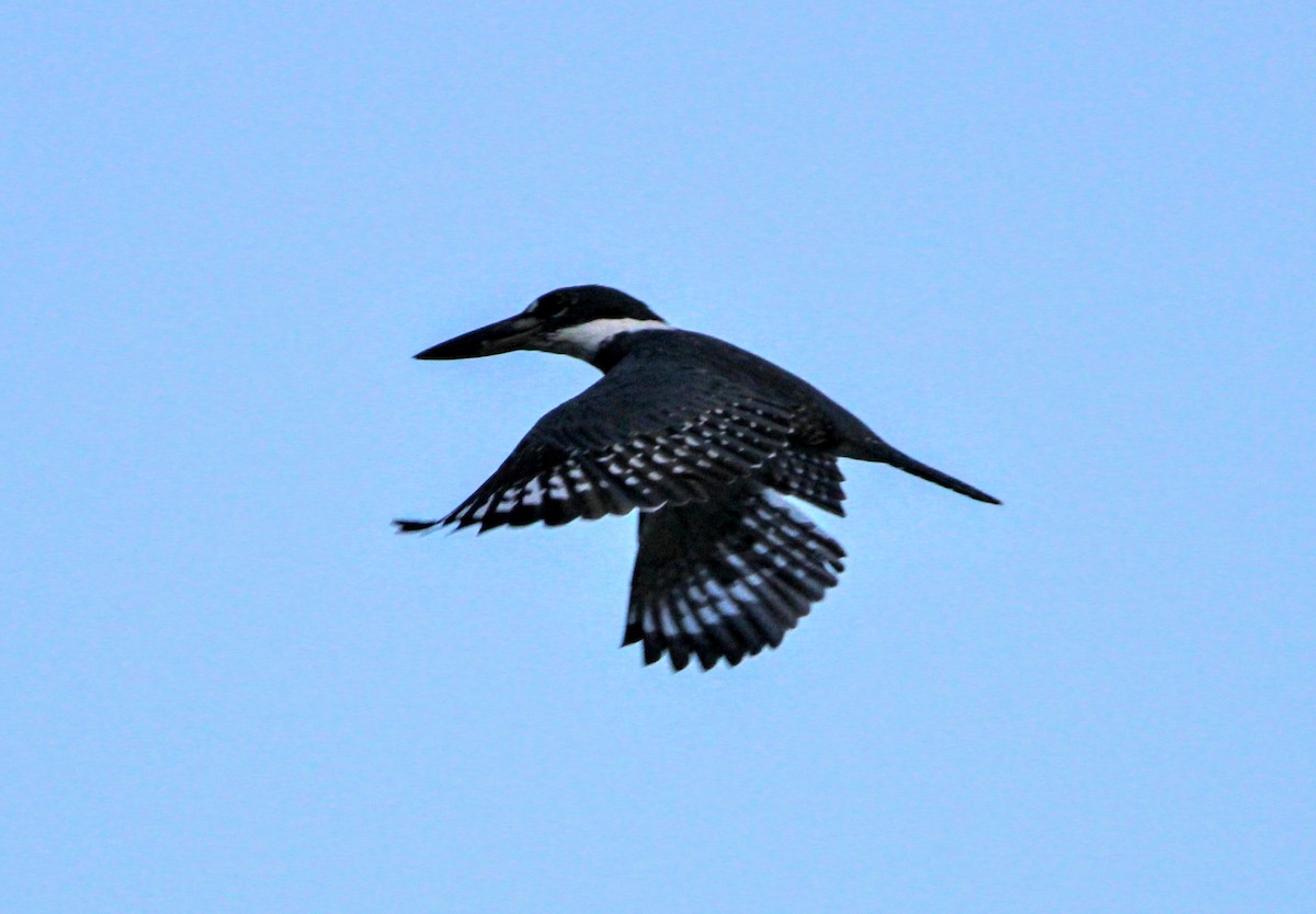 Ringed Kingfisher - ML421669941