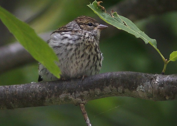 Chipping Sparrow - Anonymous