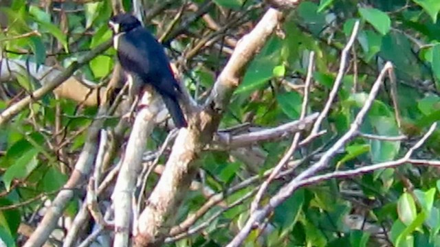 Black-thighed Falconet - ML421670951