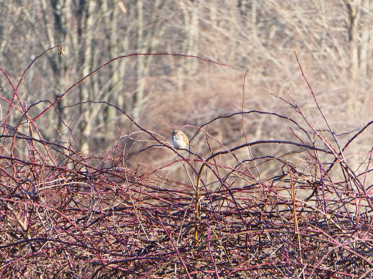 Song Sparrow - ML421671501