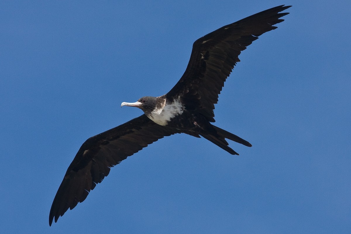 Lesser Frigatebird - Eric VanderWerf