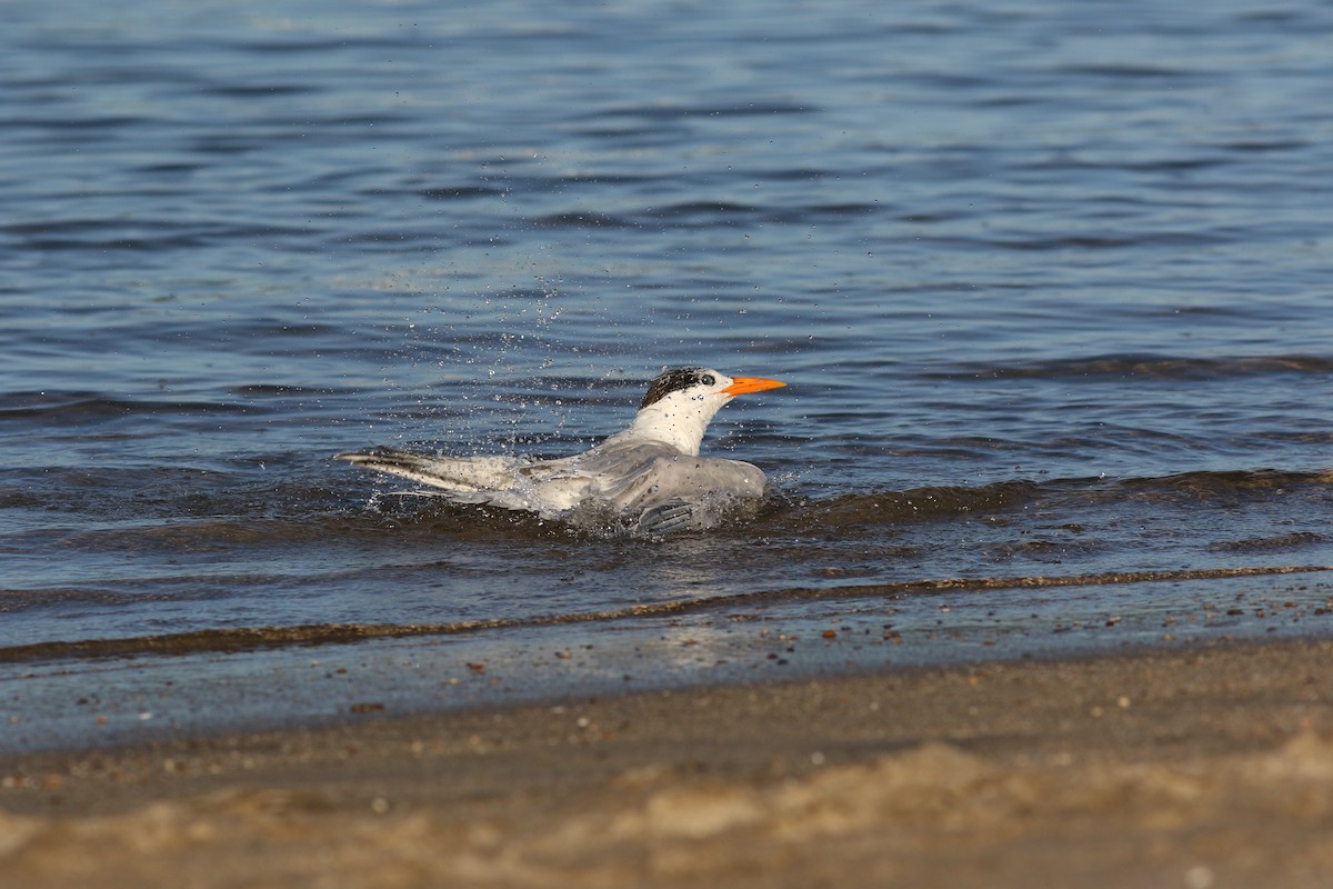 Royal Tern - Mark Patry
