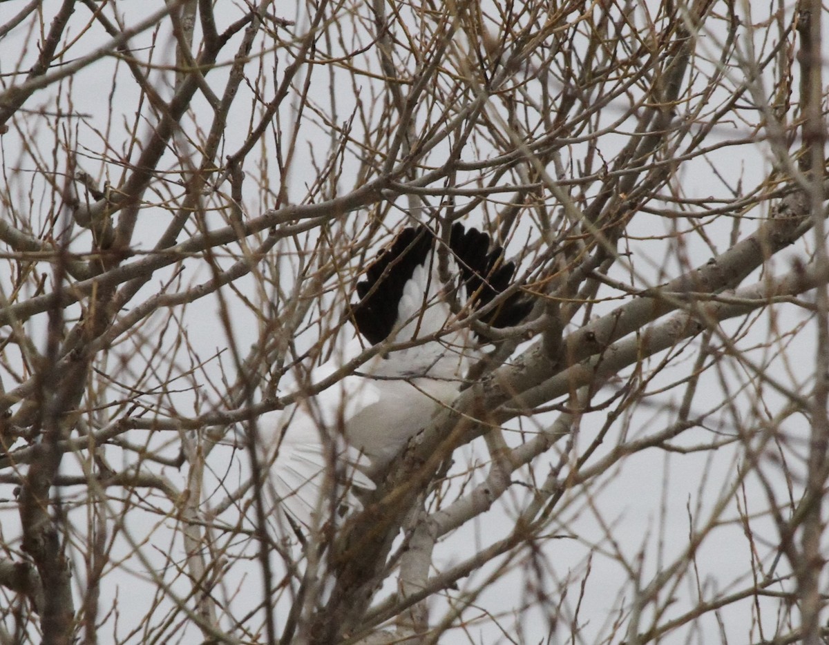 Willow Ptarmigan - ML421672731