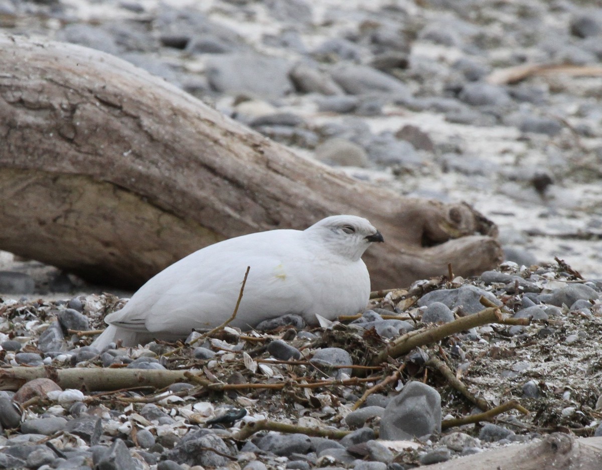 Willow Ptarmigan - ML421672741