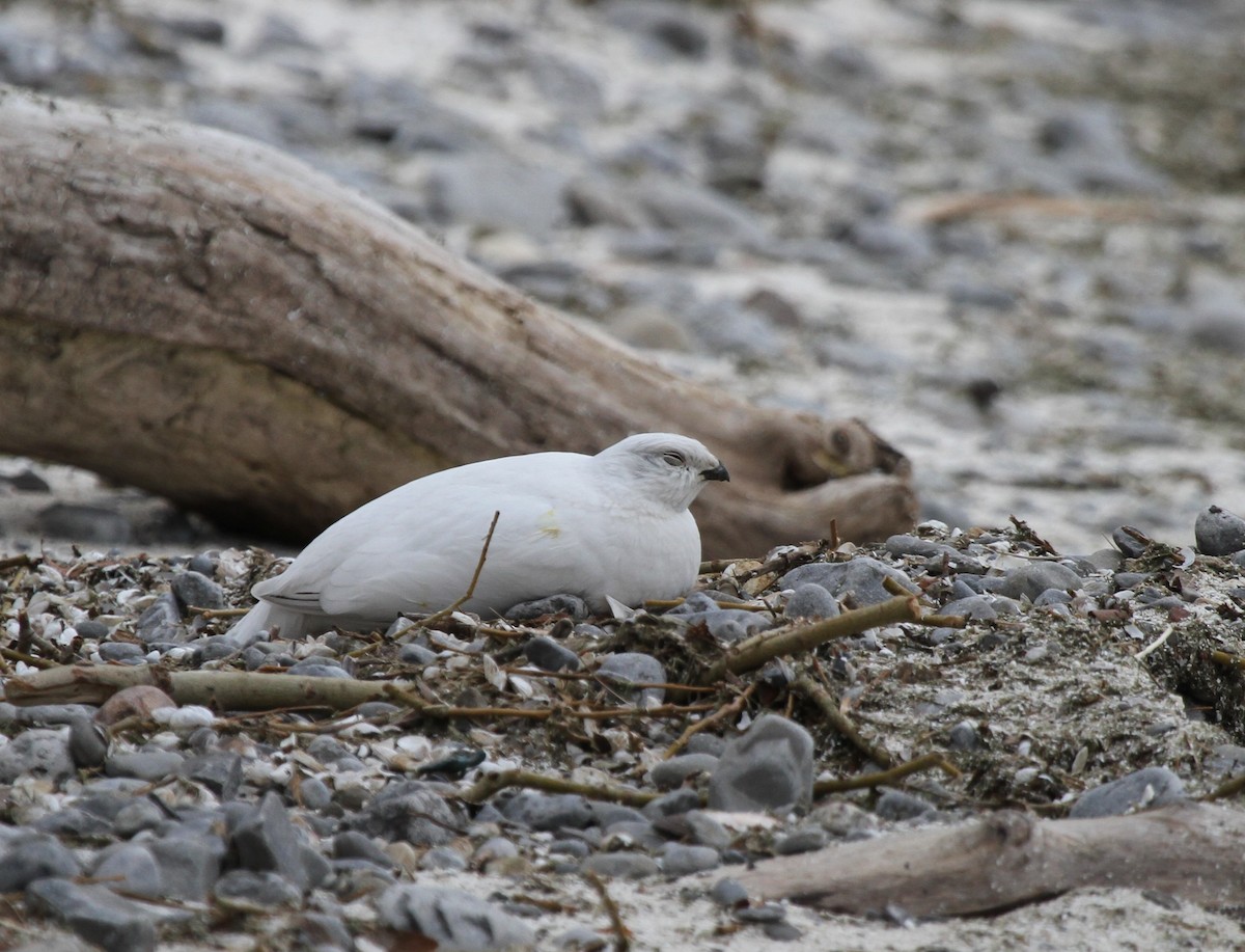 Willow Ptarmigan - ML421672751