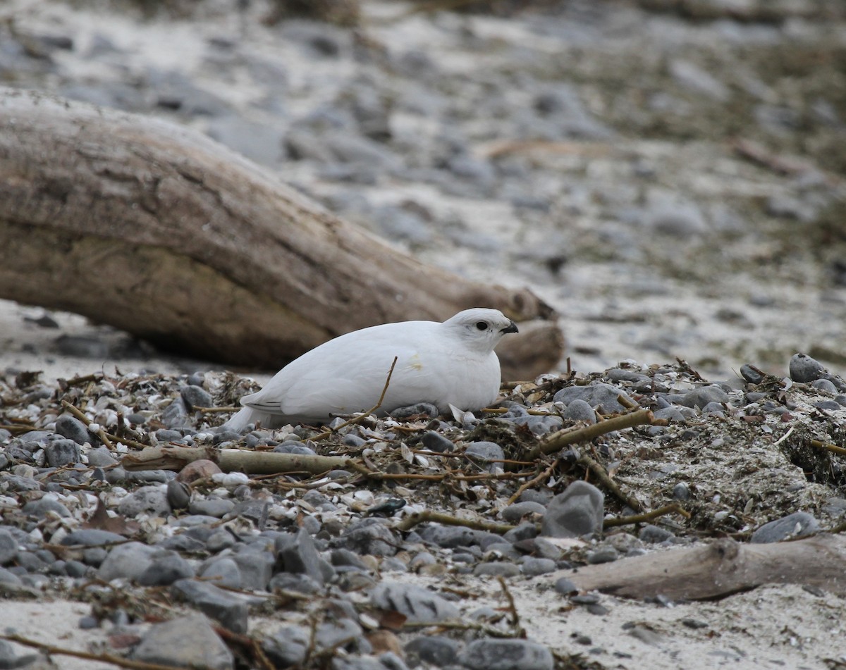 Willow Ptarmigan - ML421672771